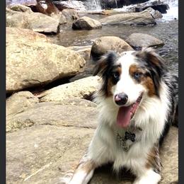 Australian Shepherd All Grown Up from Flying Aussie Ranch