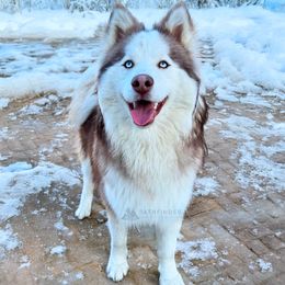 Pomsky puppies from Pathfinder Pomskies