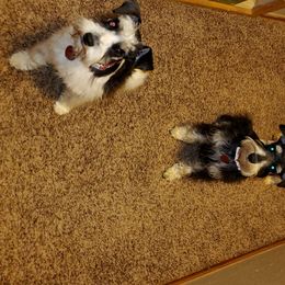Miniature Schnauzers from Miss M's Mini Schnauzers
