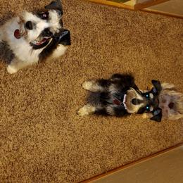 Miniature Schnauzers from Miss M's Mini Schnauzers