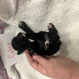 Celine - Black and white female Cocker Spaniel puppy in Hickory, North Carolina from Home Grown Cocker Spaniels