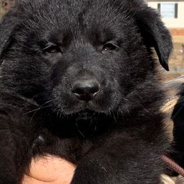 Oogie - Sable German Shepherd puppy in Linwood, North Carolina from Johnson K9s