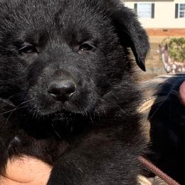 Oogie - Sable German Shepherd puppy in Linwood, North Carolina from Johnson K9s