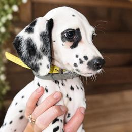 Snoopy Jr - White and black male Dalmatian puppy in Bremen, Georgia from Clark’s Dalmatians