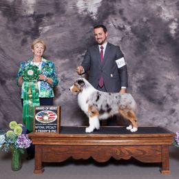 Miniature American Shepherd Puppies from Abington Miniature American Shepherds