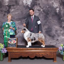 Miniature American Shepherd Puppies from Abington Miniature American Shepherds