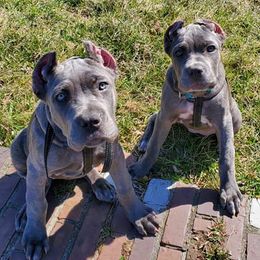 Cane Corso from Monster Dogs