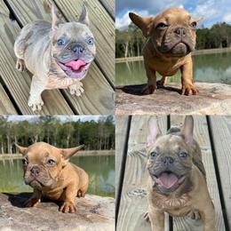 River - Blue fawn male French Bulldog puppy in Saucier, Mississippi from Mississippi Sound Frenchies