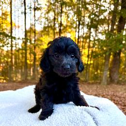 Dolly - Black and white female Aussiedoodle puppy in Science Hill, Kentucky from Southern Paws Kennels