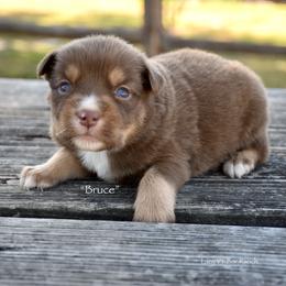 Bruce - Red tri male Miniature Australian Shepherd puppy in Evant, Texas from Lazy VT Bar Ranch