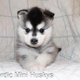 Girl 1 - Black and white female Alaskan Klee Kai puppy in Klamath Falls, Oregon from Nordic Mini Huskys