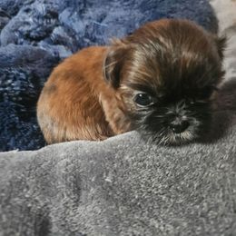 Girl 2 - Brindle female Shih Tzu puppy in Little Falls, Minnesota from Tough Shih