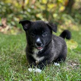 Tahoe - Brindle and white male American Corgi puppy in Hope, Arkansas from Foxy Knoll Farm