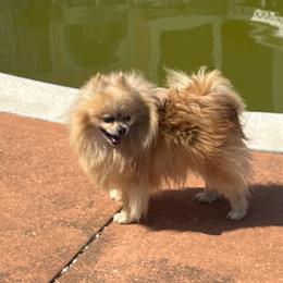 Pomeranian puppies from La Belle Pomeranians