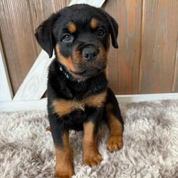 Luna - Black and tan female Rottweiler puppy in Newfoundland, Pennsylvania from Poconopaws