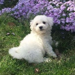 Bichon Frises from Bichon Delights