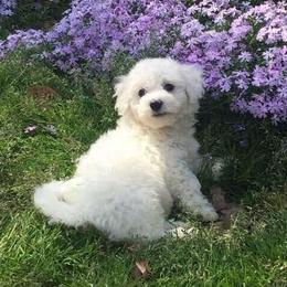 Bichon Frises from Bichon Delights