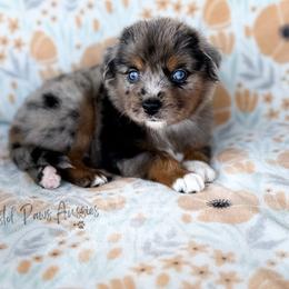 Poppy - Blue merle female Toy Australian Shepherd puppy in Liberty Hill, Texas from Pistol Paws Aussies