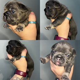 French Bulldog Puppies from K&J Frenchies