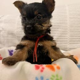 Red Boy - Silver black and tan male Silky Terrier puppy in Trenton, Florida from Pawsibility Silky Terriers
