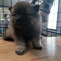 Girl 3 - Black and silver female Keeshond puppy in Fayetteville, Tennessee from Erbekees-Keeshonden