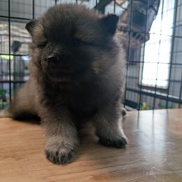 Girl 3 - Black and silver female Keeshond puppy in Fayetteville, Tennessee from Erbekees-Keeshonden