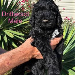 Driftwood - Black male Poodle puppy in Woodleaf, North Carolina from Circle T Ranch K9s