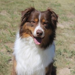 Rucker - Australian Shepherd