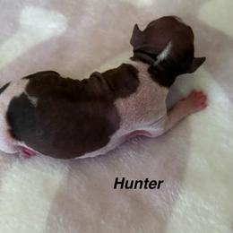 Hunter - White and chocolate male American Hairless Terrier puppy in Buckingham, Illinois from Gaus Hof