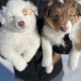 Australian Shepherd Puppies from Country Court Aussies