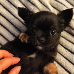 Pascal - Black and tan male Chihuahua puppy in Cedarville, Ohio from Evereve Kennels