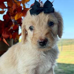 Coral - Cream female Goldendoodle puppy in Wyandotte, Oklahoma from Goldendoodles of NE OK