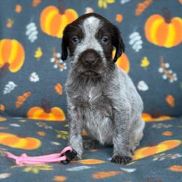 Pink Girl - Liver and white female German Wirehaired Pointer puppy in Reddick, Florida from Afterhours German Wirehaired Pointers and Basset Fauve de Bretagne