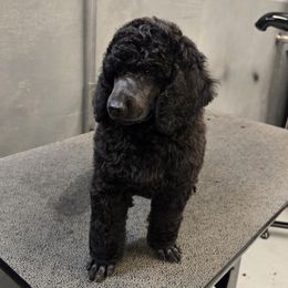 Lizzy - Black Poodle puppy in Patterson, California from Paterson Poodles