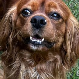 Brass - Cavalier King Charles Spaniel