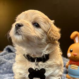 Grin - Cream male Assorted Doodle Crosses puppy in Howard City, Michigan from Petite Joie Puppies