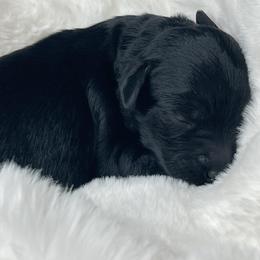 Josh - Black male Labradoodle puppy in San Antonio, Texas from I Love U Back Labradoodles, LLC
