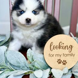 Avocado - Black and white female Pomsky puppy in Antioch, California from Golden State Pomskies