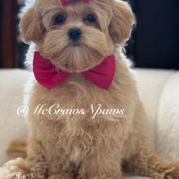 Little mama - Apricot female Maltipoo puppy in Hesperia, California from McCraws N Paws