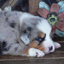 Boy 4 - Blue merle male Miniature Australian Shepherd puppy in Lawton, Oklahoma from Lindsey’s Aussies