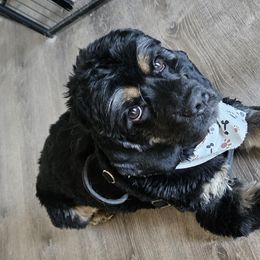 Cocker Spaniels and Yorkshire Terriers from Davidsons Littles