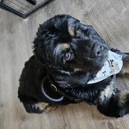 Cocker Spaniels and Yorkshire Terriers from Davidsons Littles