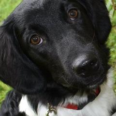 Stabyhouns from Faehoun Stabyhouns