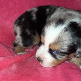 Shania Twain - Blue merle female Miniature Australian Shepherd puppy in Godley, Texas from Bradley Kennels