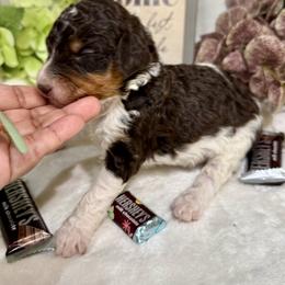 Aussiedoodle, Bernedoodle, Goldendoodle, and Poodle Puppies from Vallevistadoodles