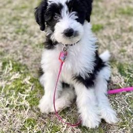 Aussiedoodle Puppies from Ellum Branch Aussiedoodles