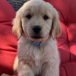 Bernedoodles, Bernese Mountain Dogs, Golden Mountain Doodles, and Golden Retrievers from Mercy Mountain Bernedoodles
