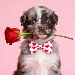COOKIE DOUGH - Red merle female Australian Shepherd puppy in Salem, Arkansas from Patchwork Kennels