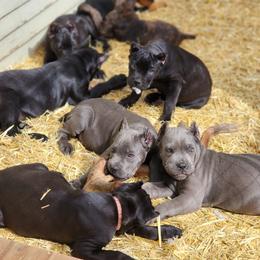 Cane Corso and Rottweiler Puppies from Hildegarde Kennels