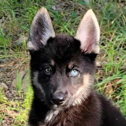 Aqua Collar - Blue - Black and tan female Gerberian Shepsky puppy in Augusta, West Virginia from Cricket Hollow Canines
